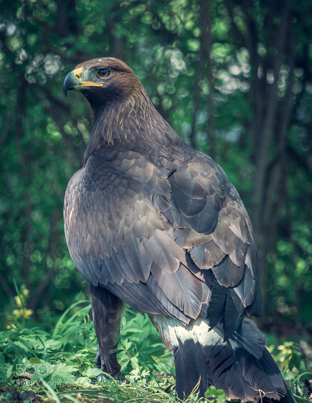Canon EOS 80D sample photo. Aquila chrysaetos photography