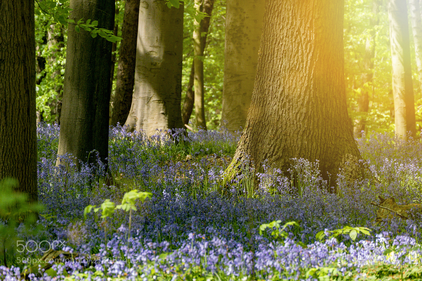 Panasonic Lumix DMC-GX85 (Lumix DMC-GX80 / Lumix DMC-GX7 Mark II) sample photo. A common bluebell forest photography
