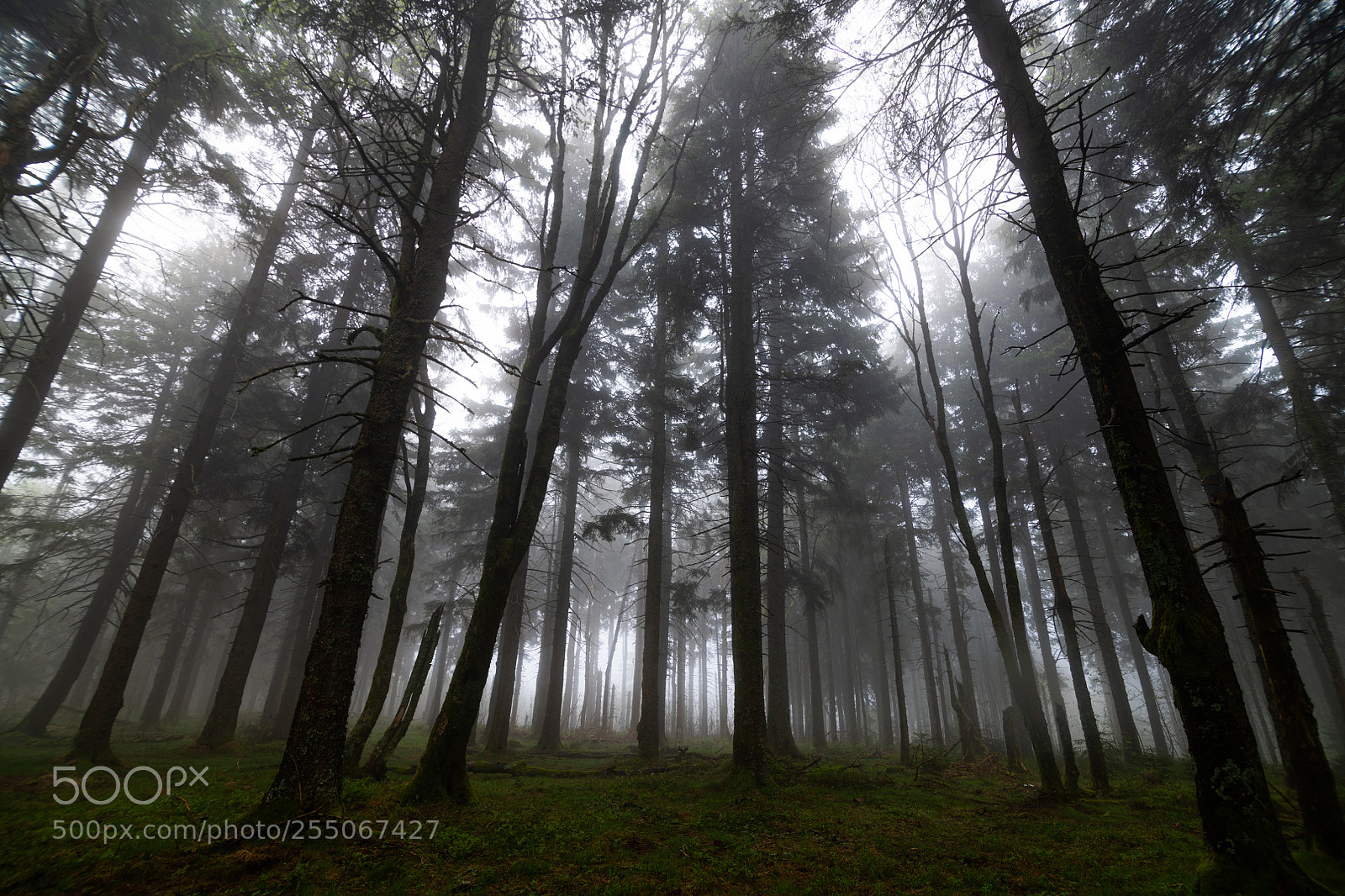 Nikon D850 sample photo. Forest photography