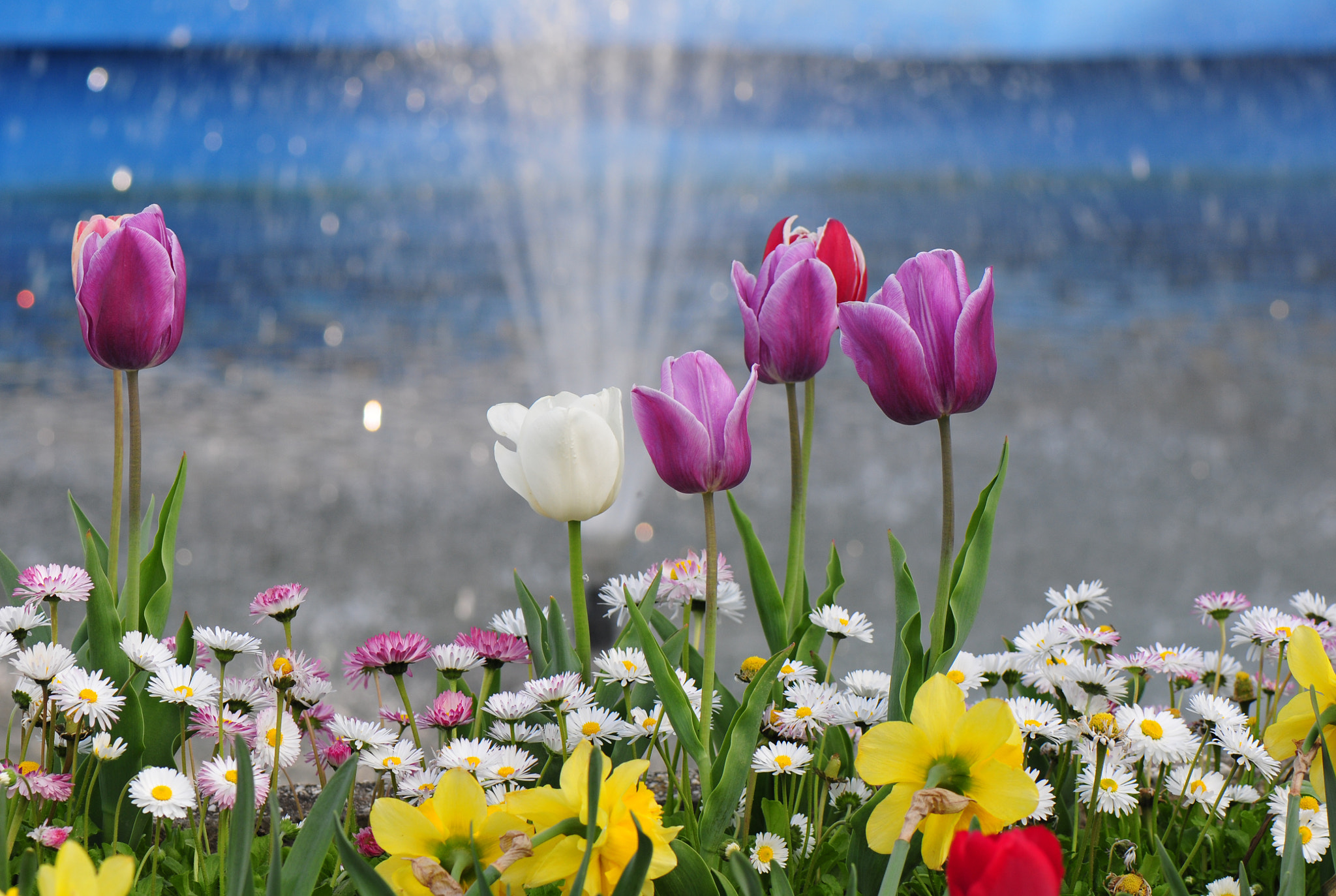 Nikon AF-S Micro-Nikkor 105mm F2.8G IF-ED VR sample photo. Tulips photography