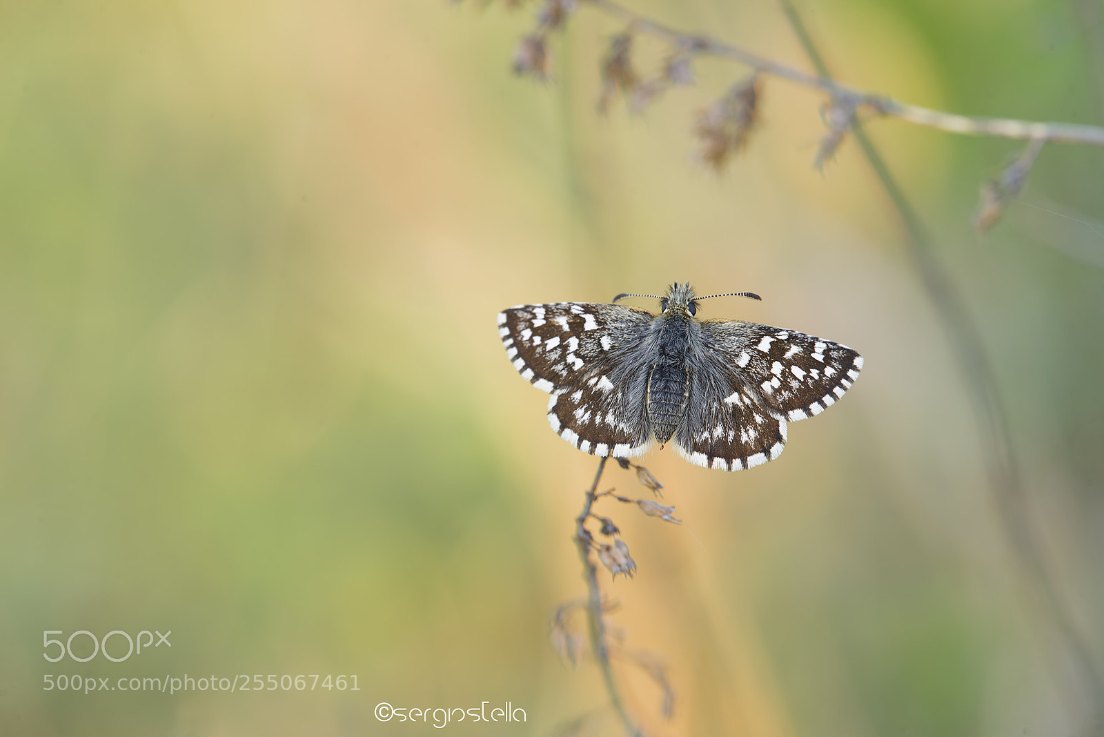 Nikon D610 sample photo. Pyrgus_______ photography