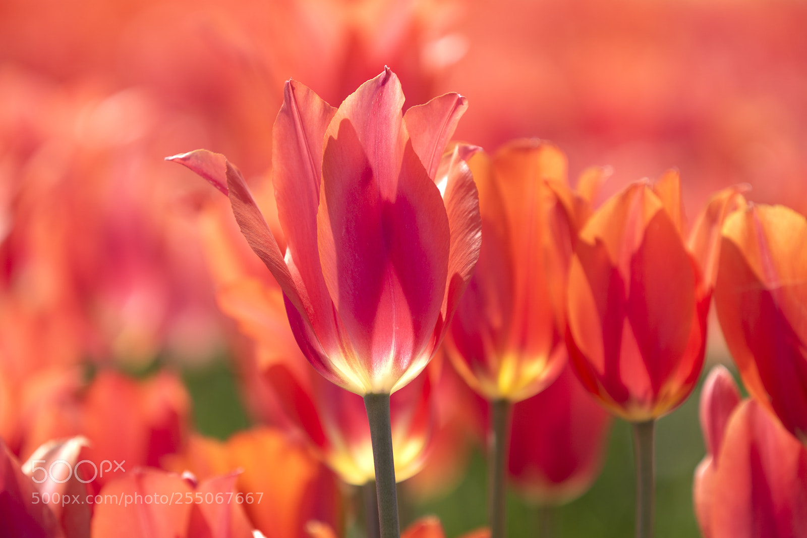 Sony ILCA-77M2 sample photo. Tulips 0range photography