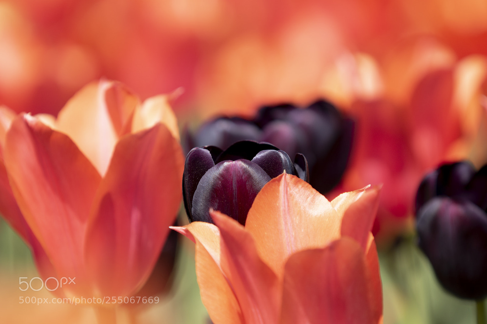 Sony ILCA-77M2 sample photo. Tulips mixed photography