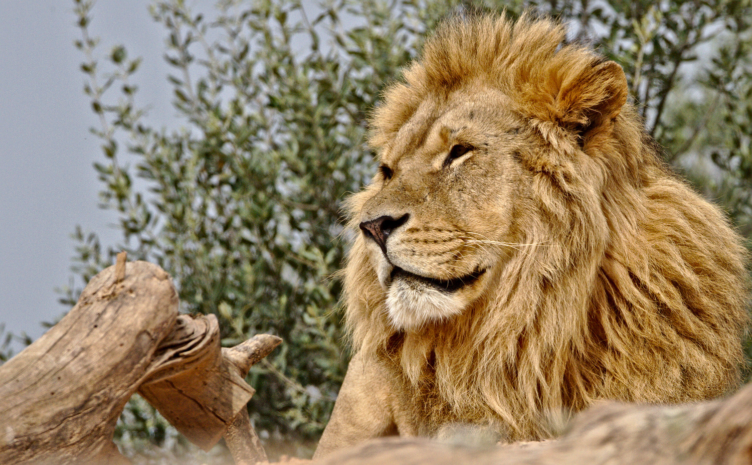 Tamron SP 150-600mm F5-6.3 Di VC USD sample photo. Lion photography