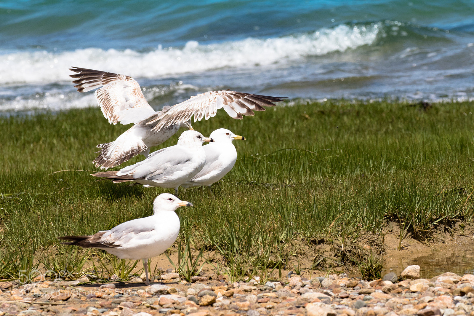 Canon EOS 7D Mark II sample photo. Seagulls at waters edge photography