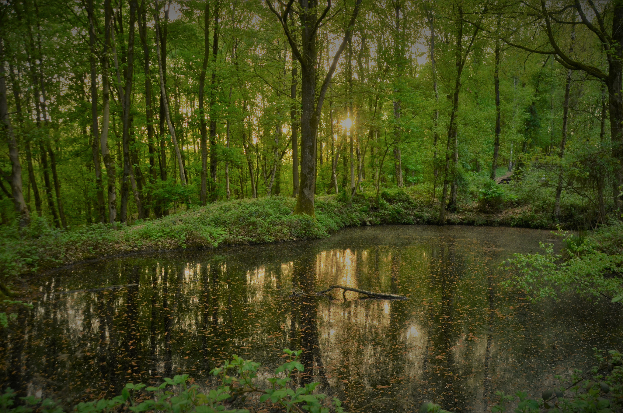 Nikon D7000 sample photo. Palingbeek photography
