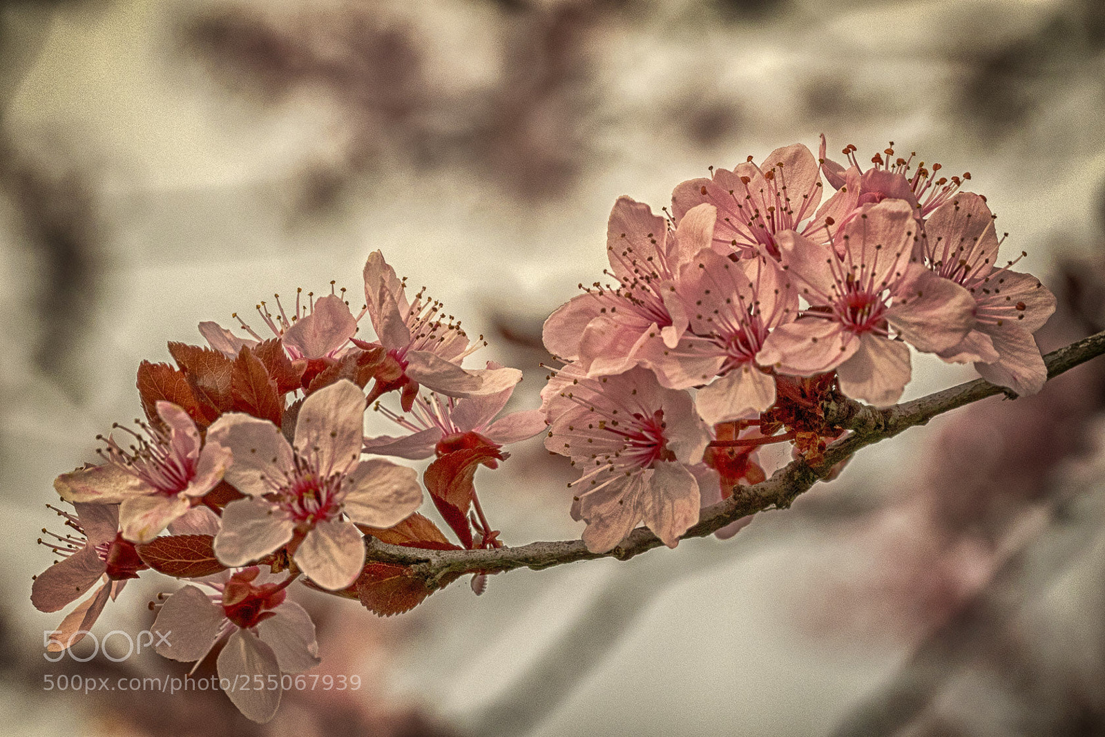 Canon EOS 7D Mark II sample photo. Spring photography
