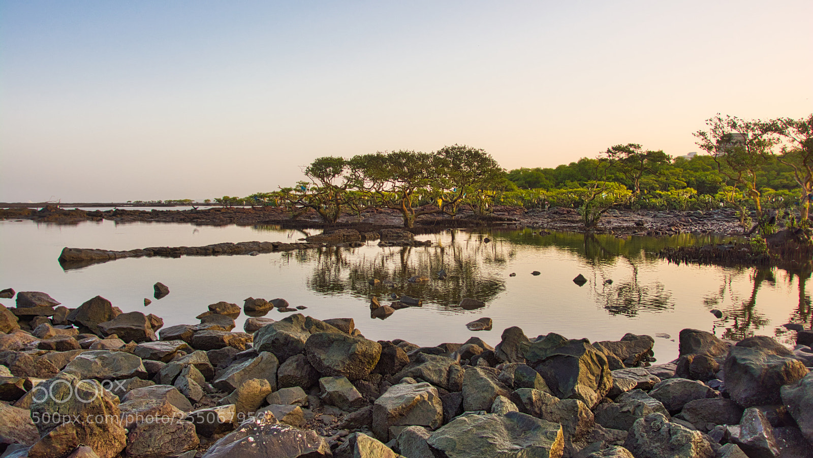Nikon D5200 sample photo. Mangroves photography