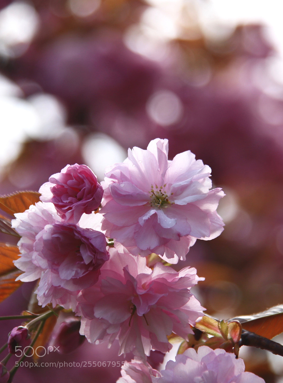 Canon EOS 50D sample photo. ◦ p i n k ◦ photography