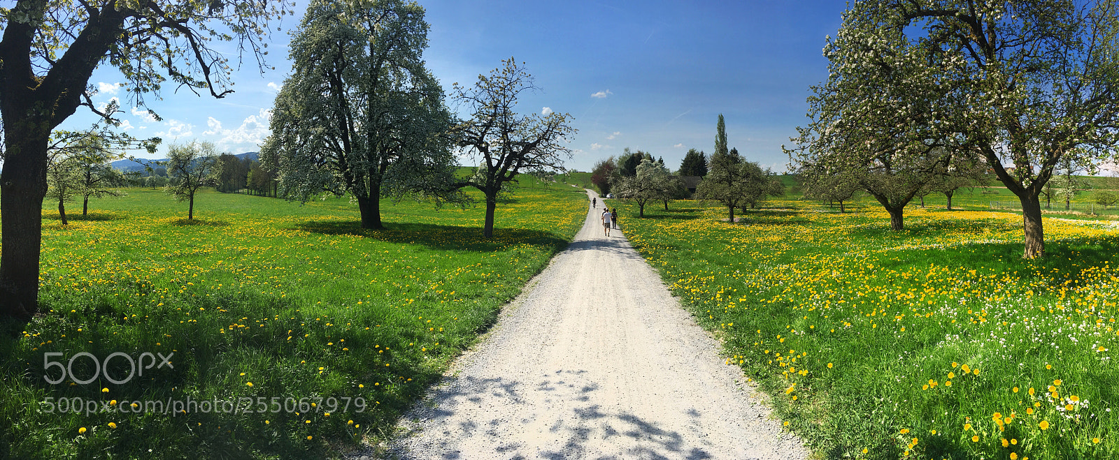 Apple iPhone 6s sample photo. Pathway photography