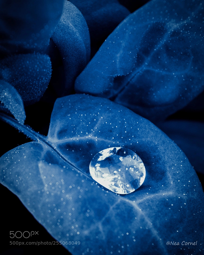Nikon D3300 sample photo. A drop of diamond photography