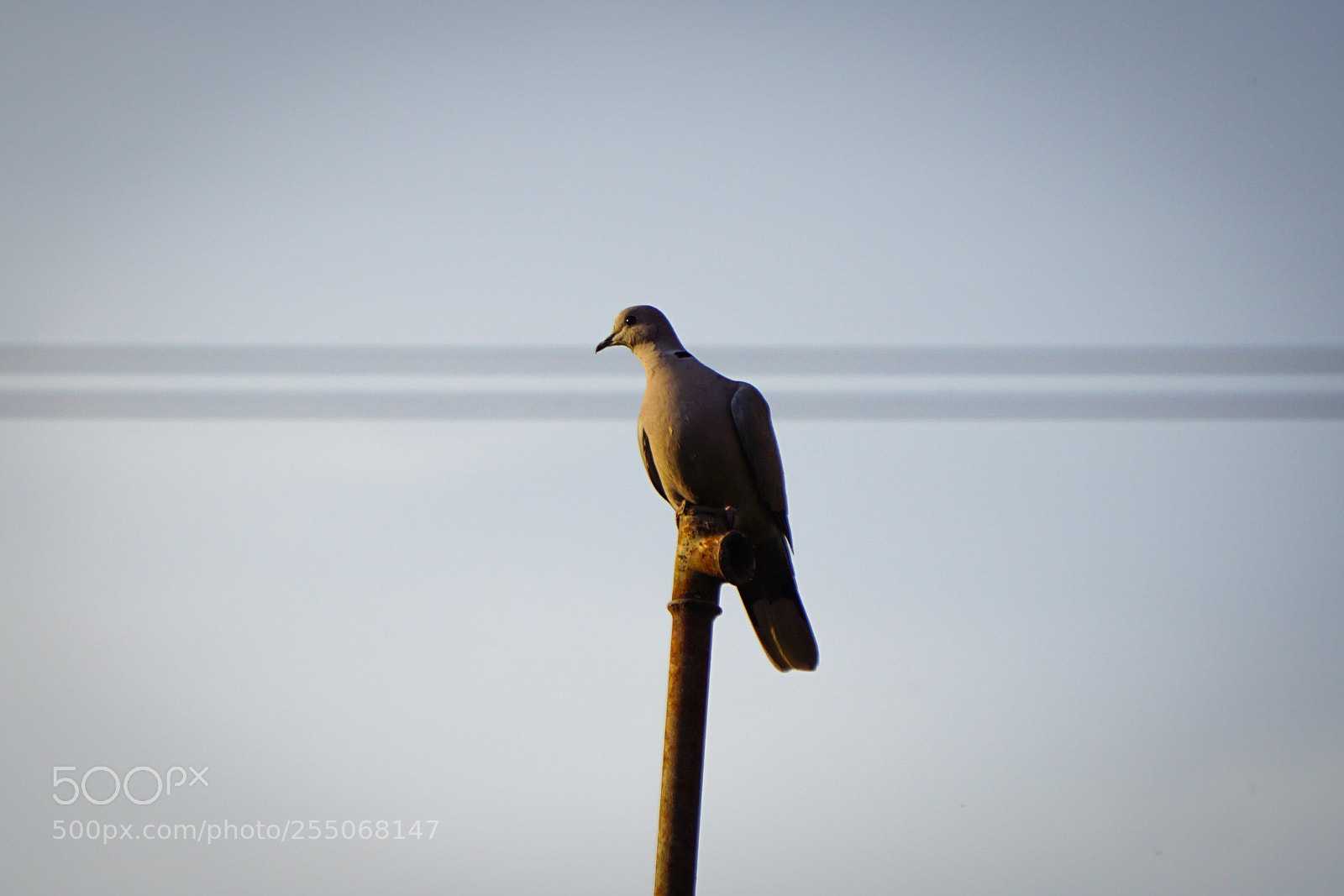 Sony a6000 sample photo. Turtledove photography