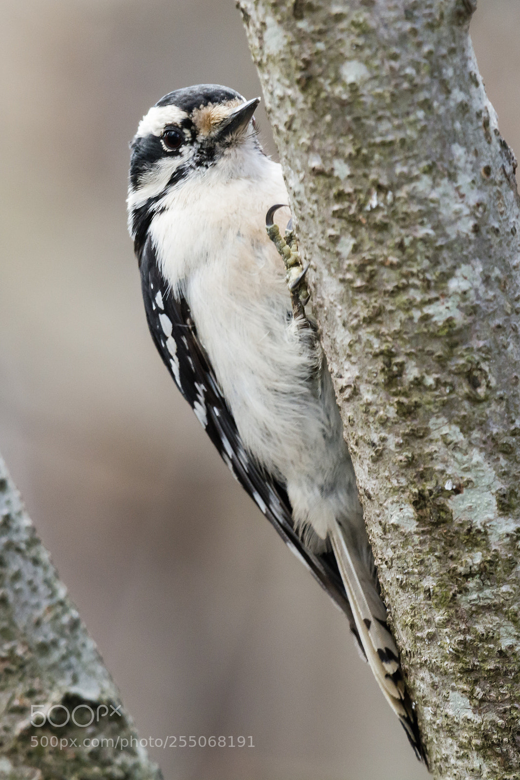 Nikon D7100 sample photo. Woodpecker photography
