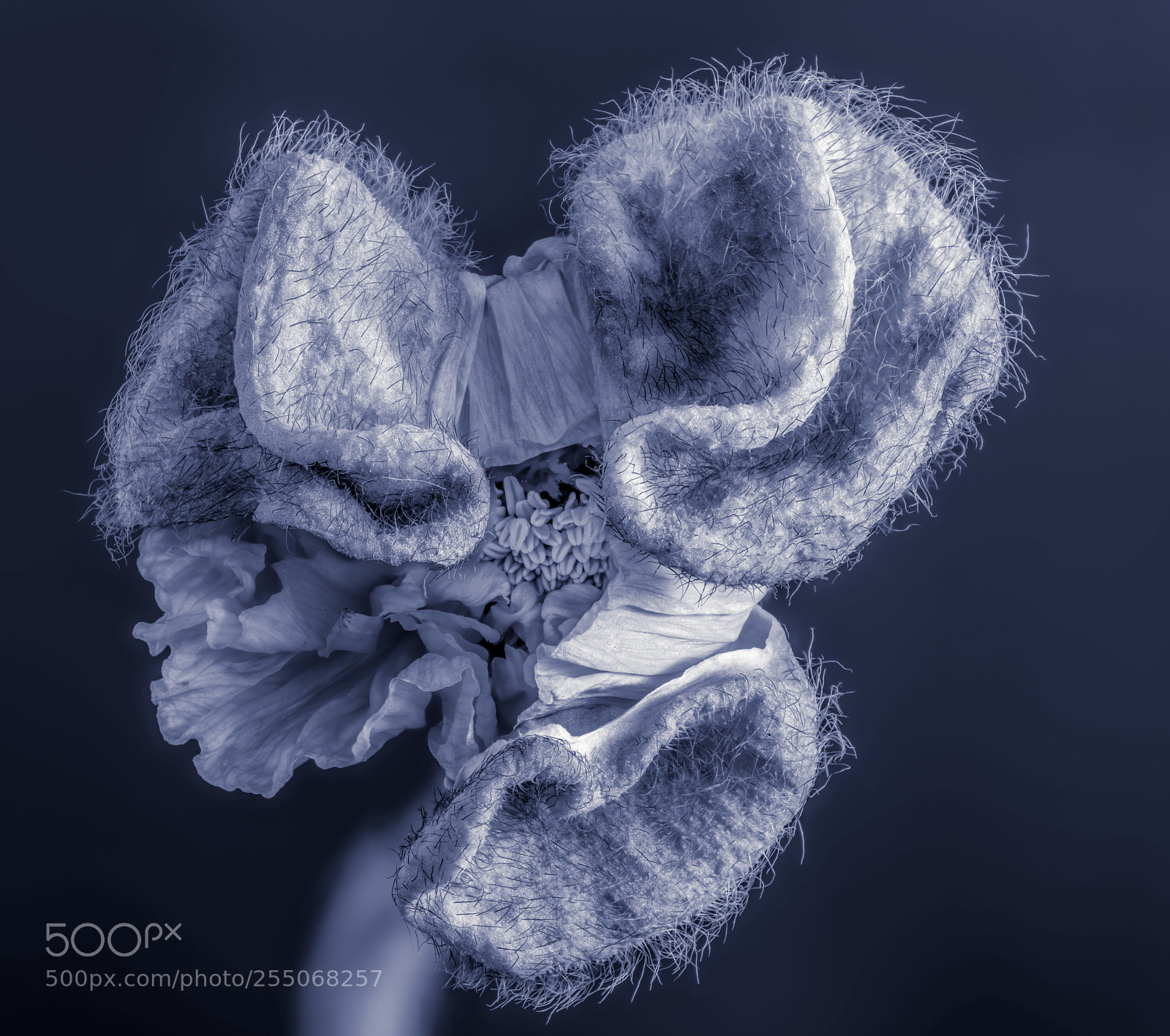 Nikon D810 sample photo. Hairy photography
