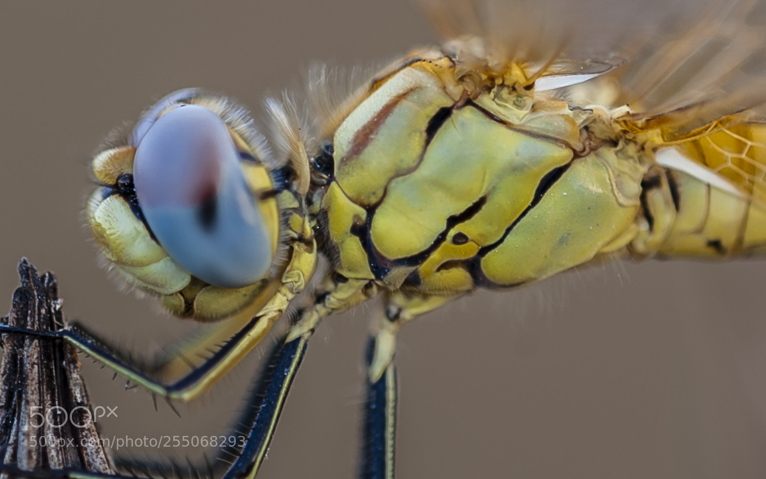 Nikon D3 sample photo. Dragonfly photography