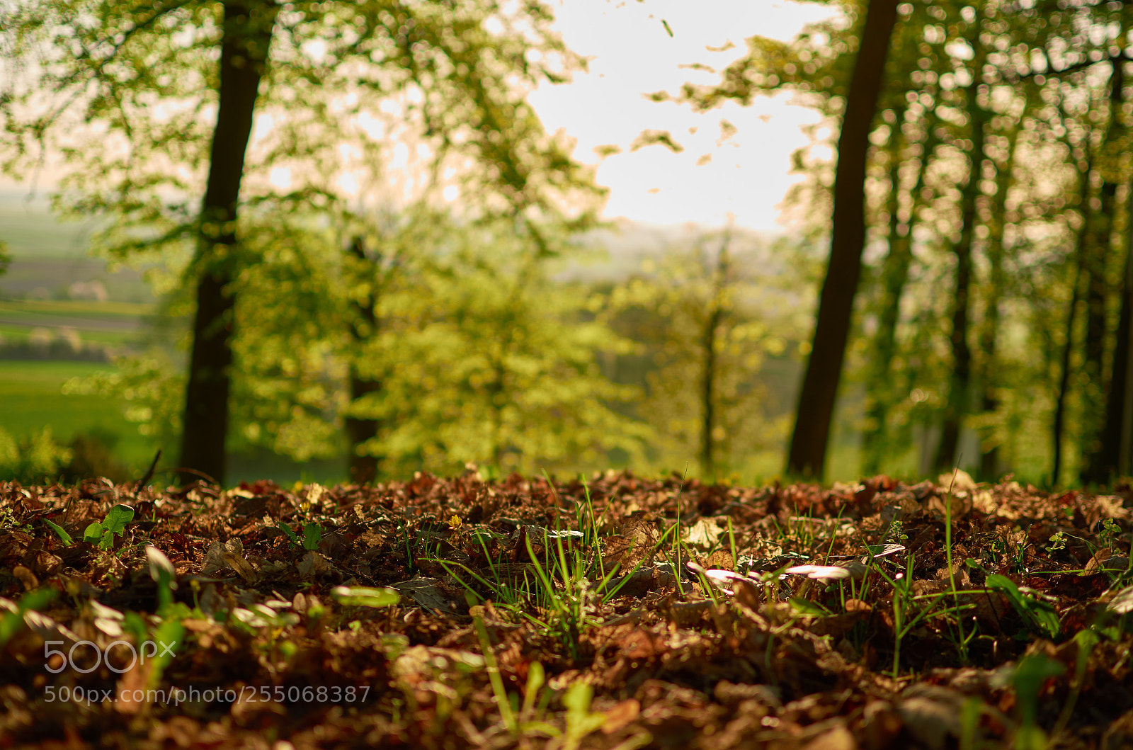 Nikon D5100 sample photo. Forest photography