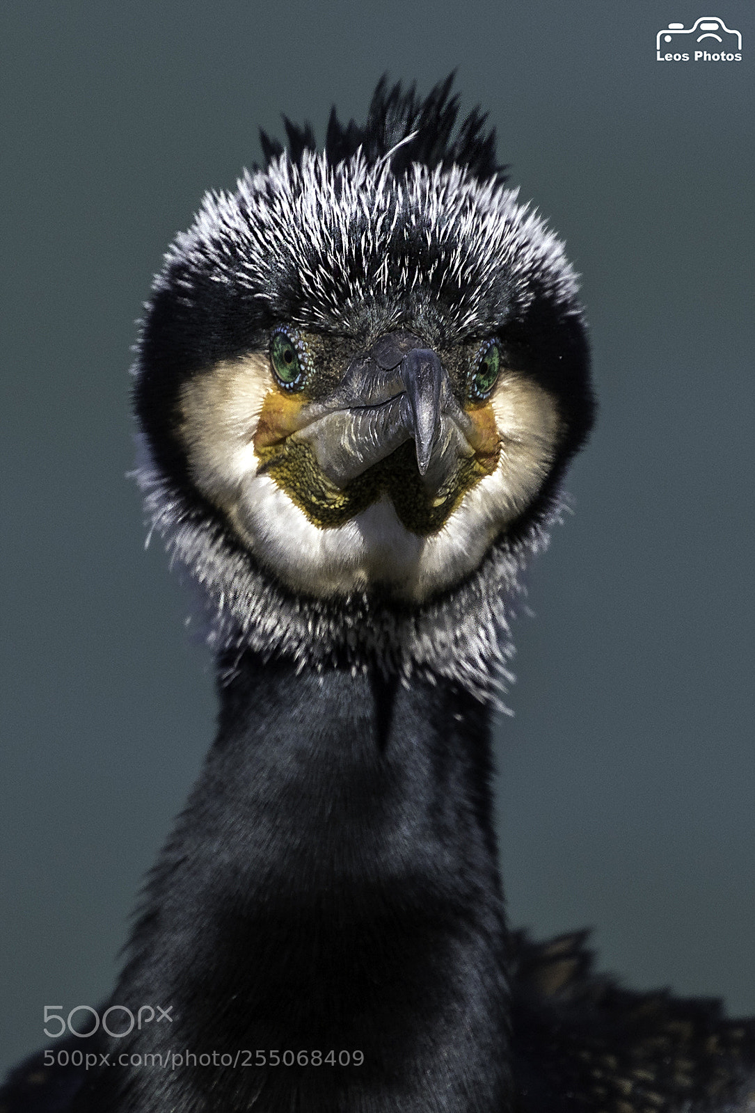 Canon EOS 7D Mark II sample photo. Gonzo muppet is on photography