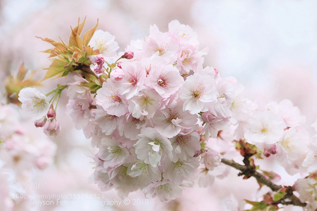 Canon EOS 7D Mark II sample photo. Spring blossom photography