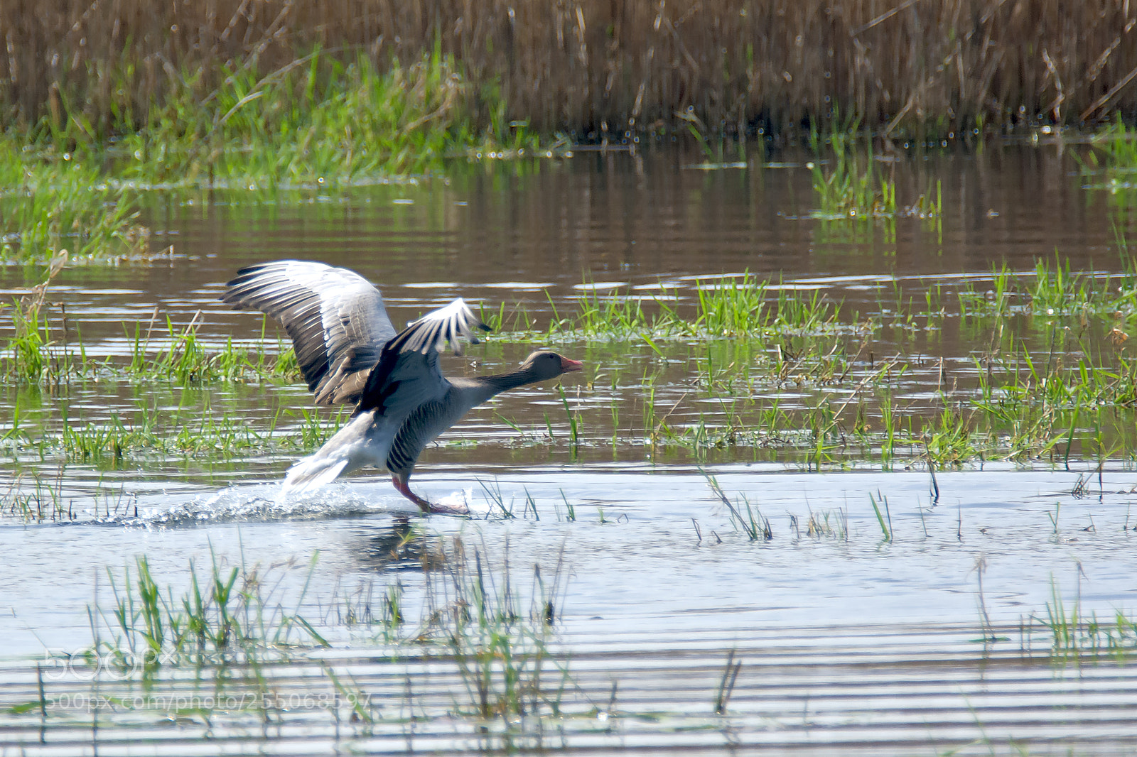 Nikon D7100 sample photo. Greylag goose (anser anser) photography