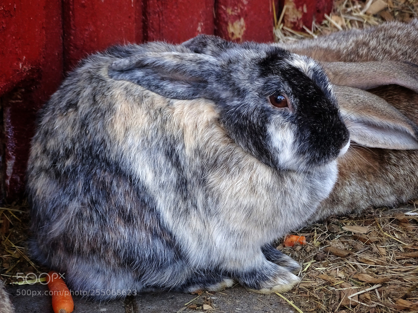 Sony Cyber-shot DSC-HX400V sample photo. Another rabbit photography