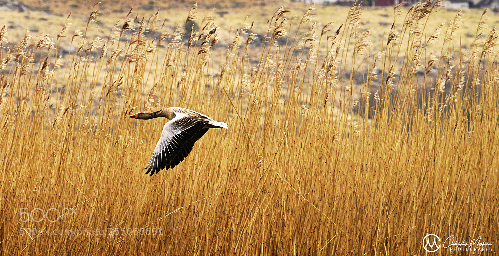 Nikon D800 sample photo. Geese photography