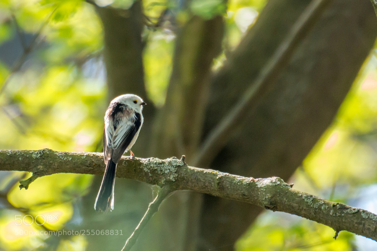 Canon EOS 650D (EOS Rebel T4i / EOS Kiss X6i) sample photo. Sunny spring (long-tailed tit) photography