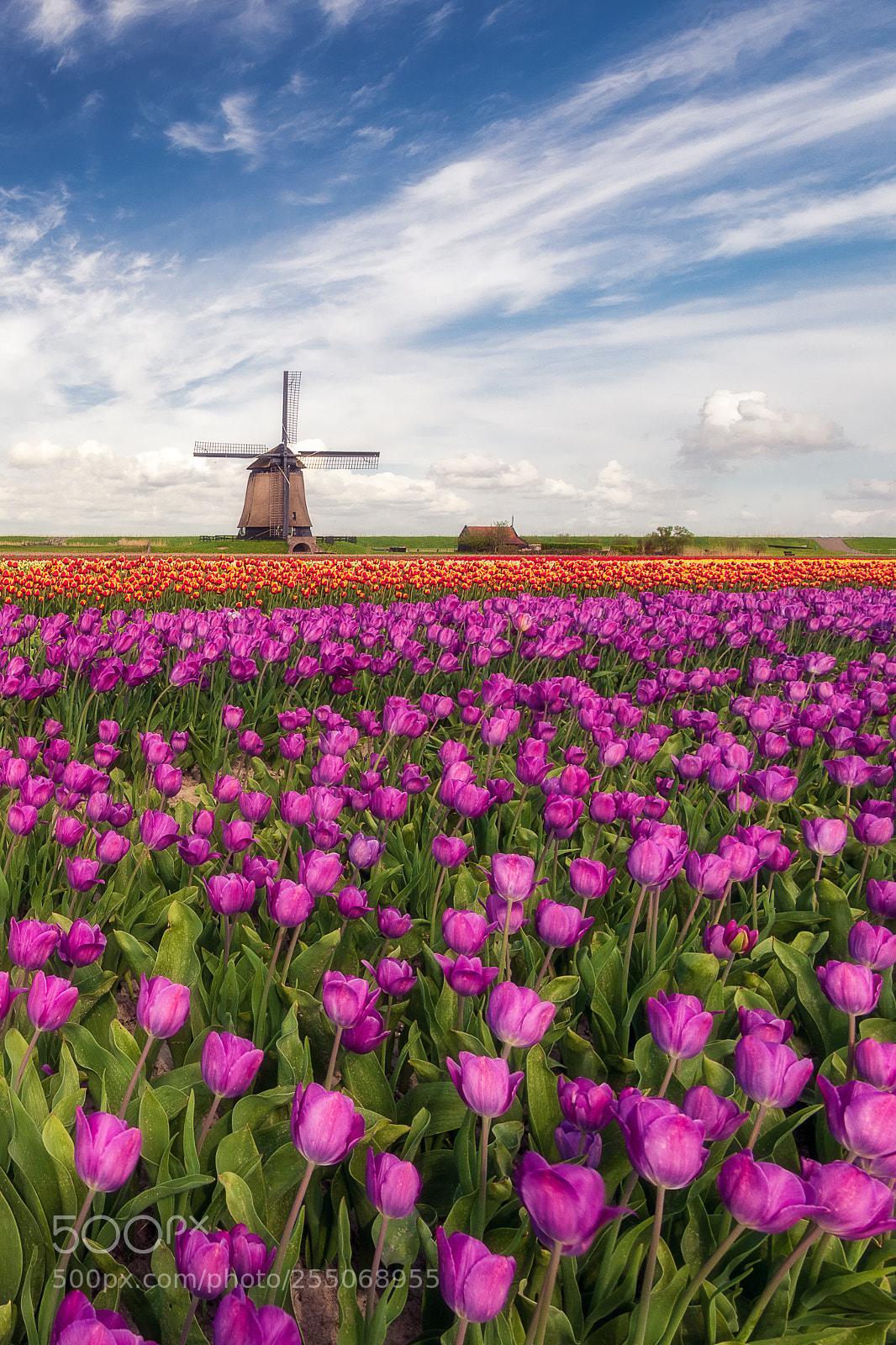 Nikon D810 sample photo. Dutch classic photography