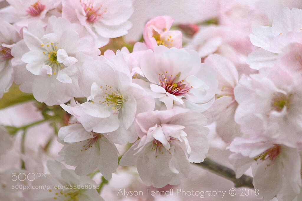 Canon EOS 7D Mark II sample photo. Spring blossom photography
