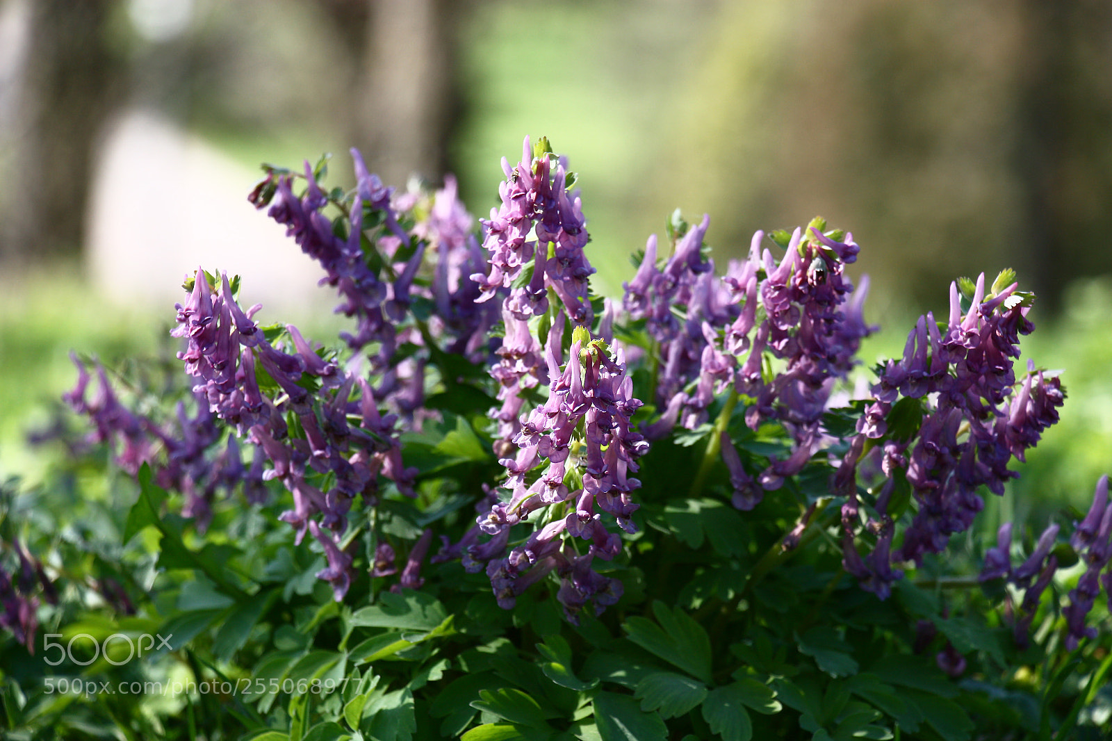 Canon EOS 450D (EOS Rebel XSi / EOS Kiss X2) sample photo. Corydalis in the park. photography