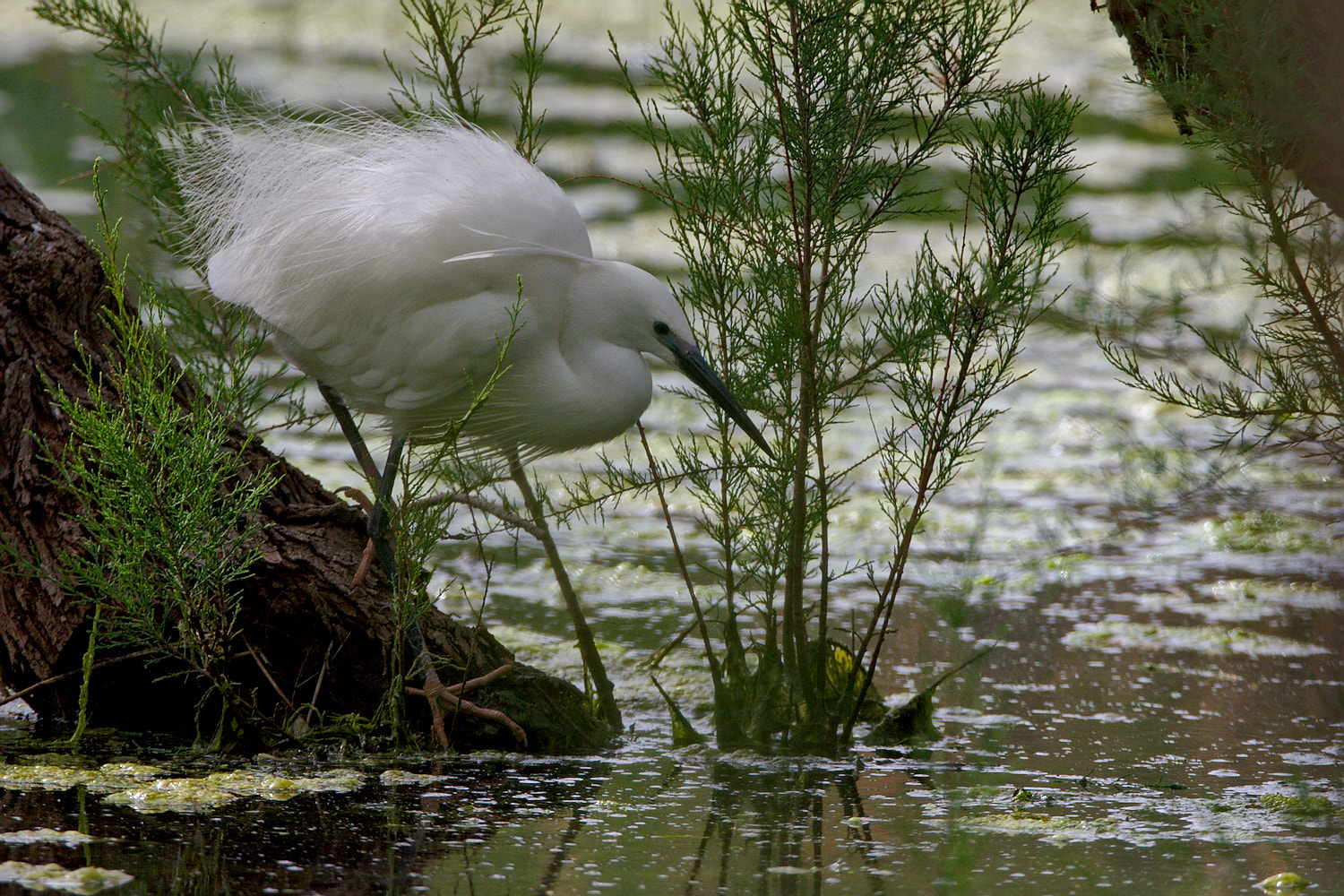Tamron SP 150-600mm F5-6.3 Di VC USD sample photo. Heron intermediaire photography
