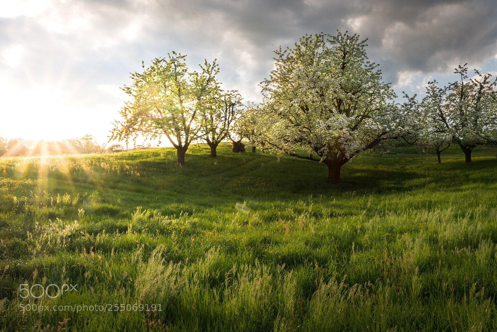Nikon D810 sample photo. Springtime. photography