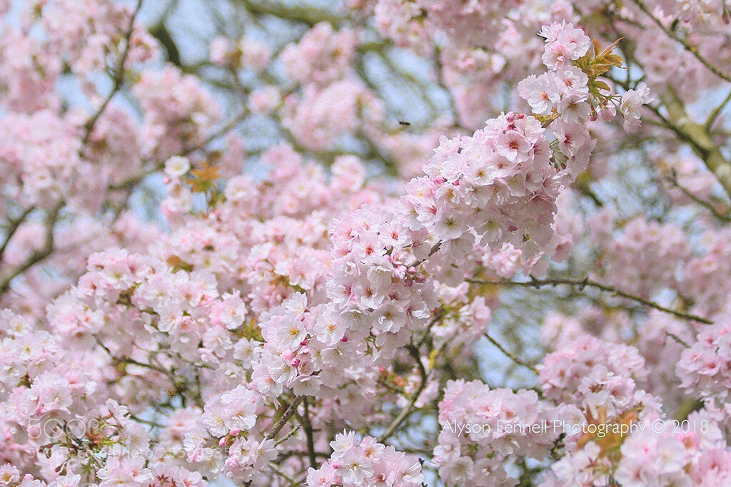 Canon EOS 7D Mark II sample photo. Spring blossom  photography