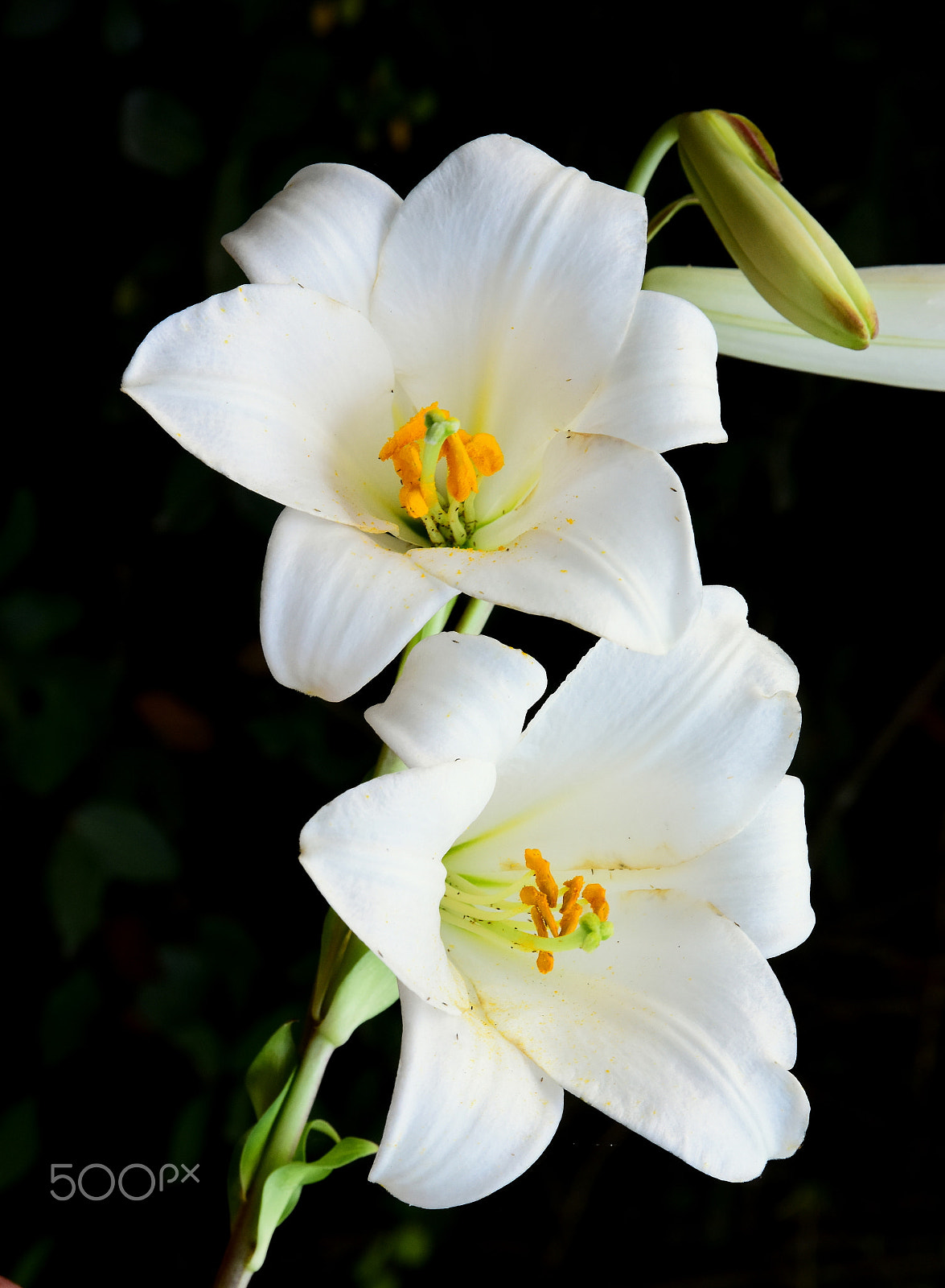Nikon D7200 sample photo. Madonna lily photography