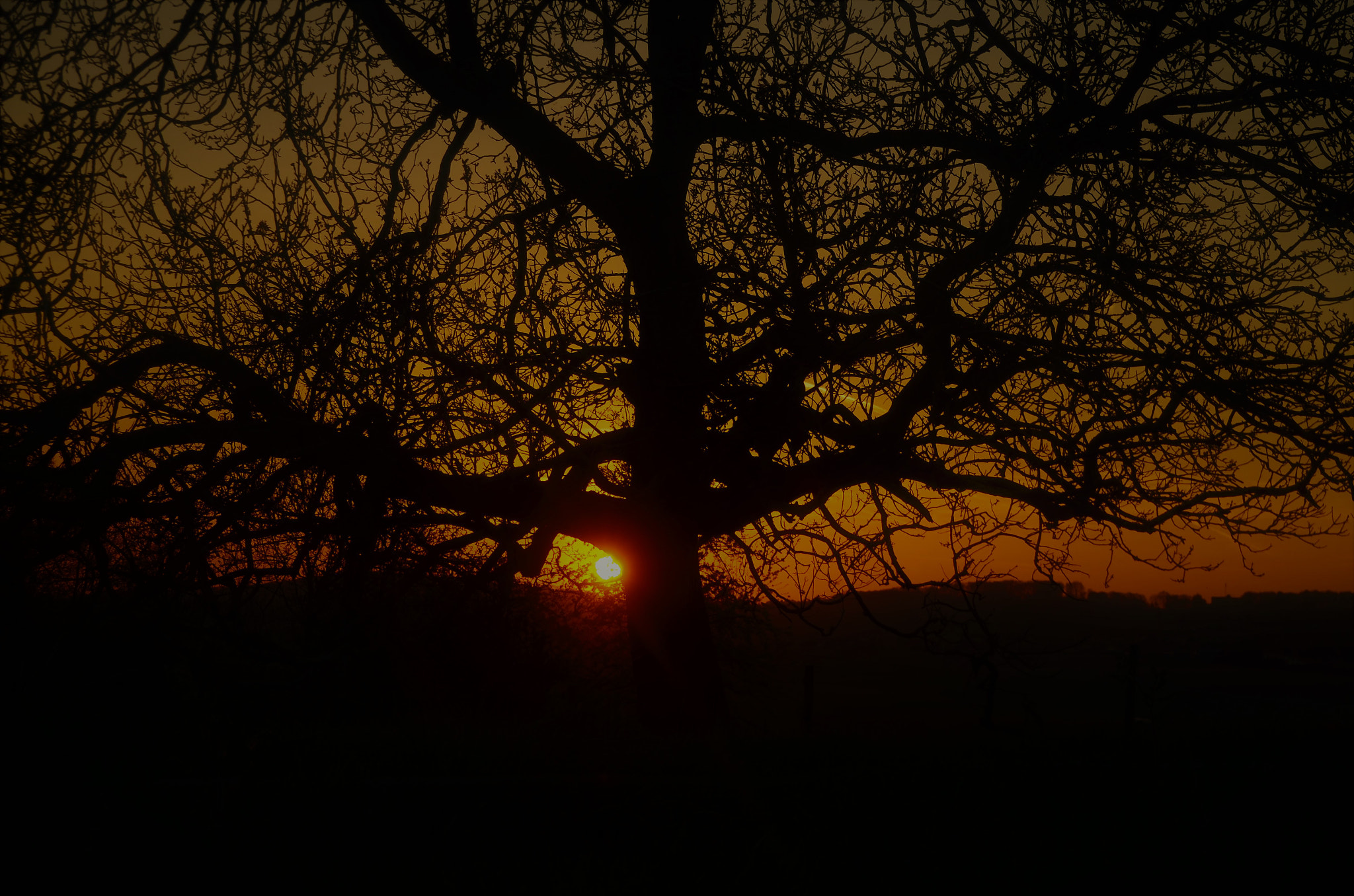 Nikon D7000 + Tamron 18-270mm F3.5-6.3 Di II VC PZD sample photo. Sunset behind the big tree photography