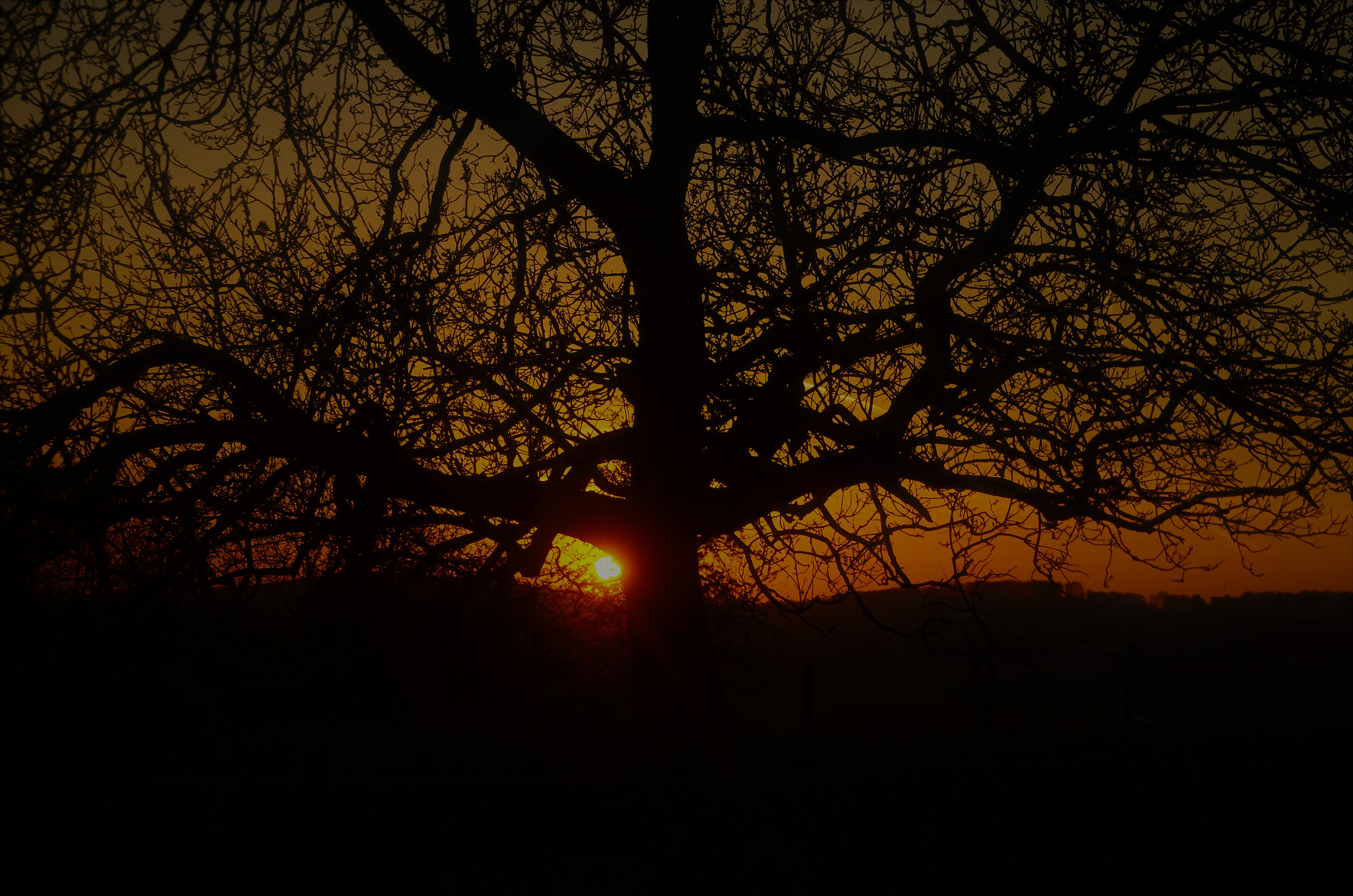 Nikon D7000 sample photo. Sunset behind the big tree photography