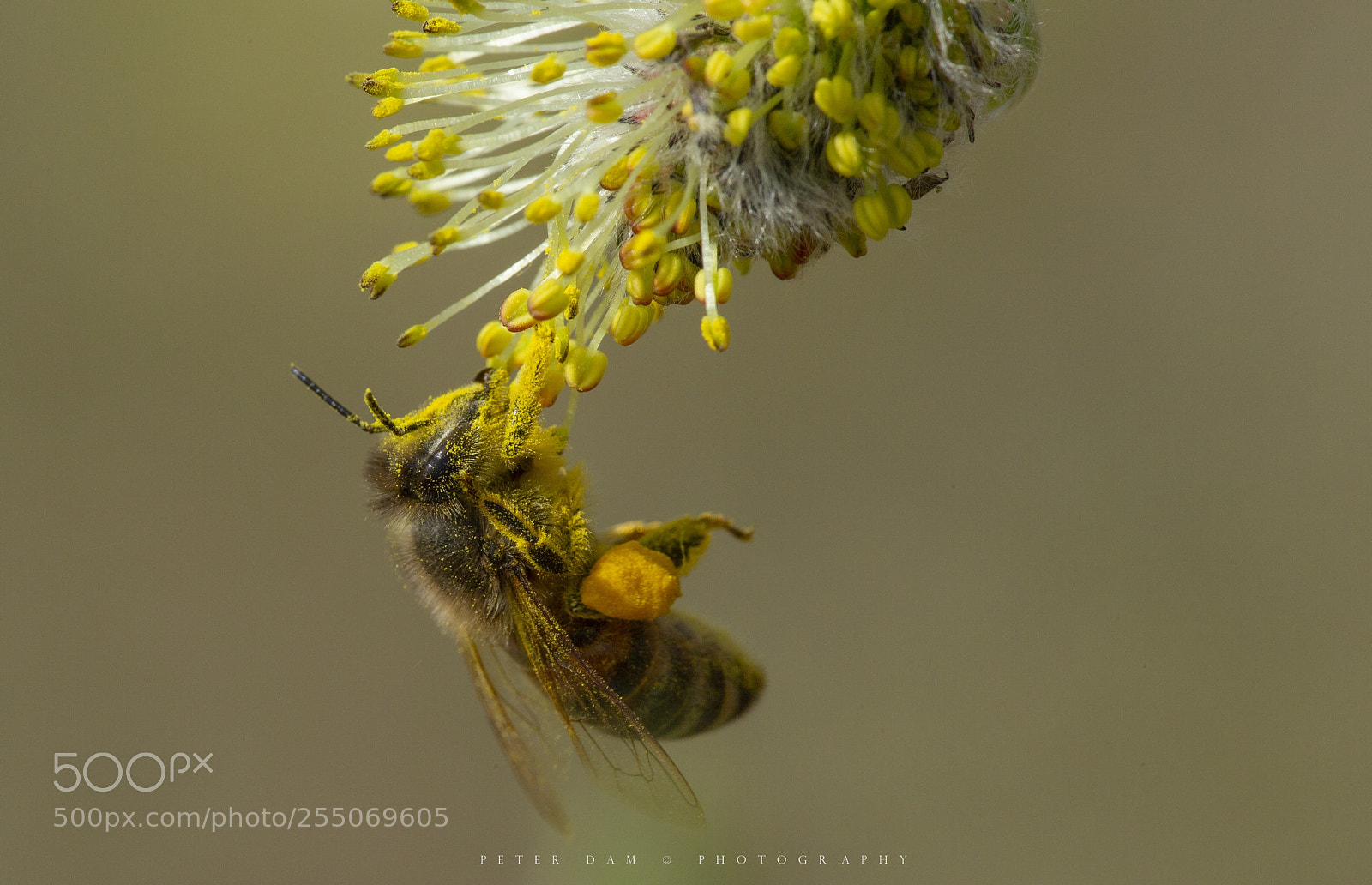 Canon EOS-1D X sample photo. Honey bee photography