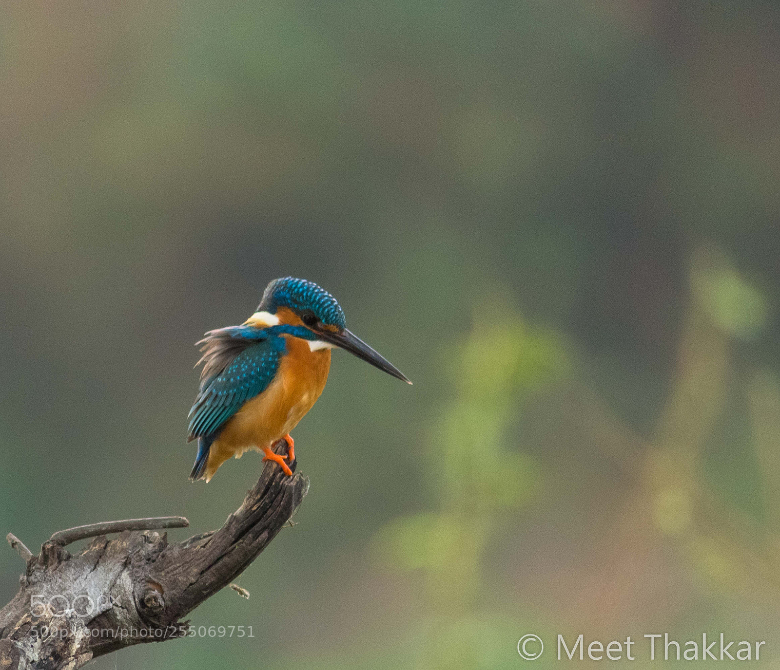 Canon EOS 700D (EOS Rebel T5i / EOS Kiss X7i) sample photo. Common kingfisher photography