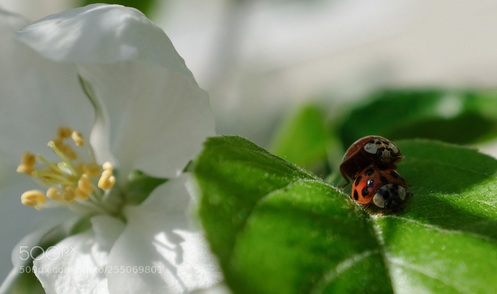 Fujifilm X100F sample photo. Ladybeetle photography