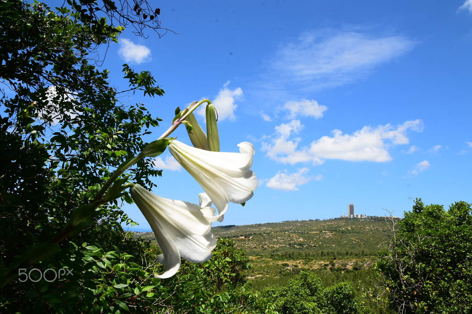 Nikon D7200 sample photo. Madonna lily photography