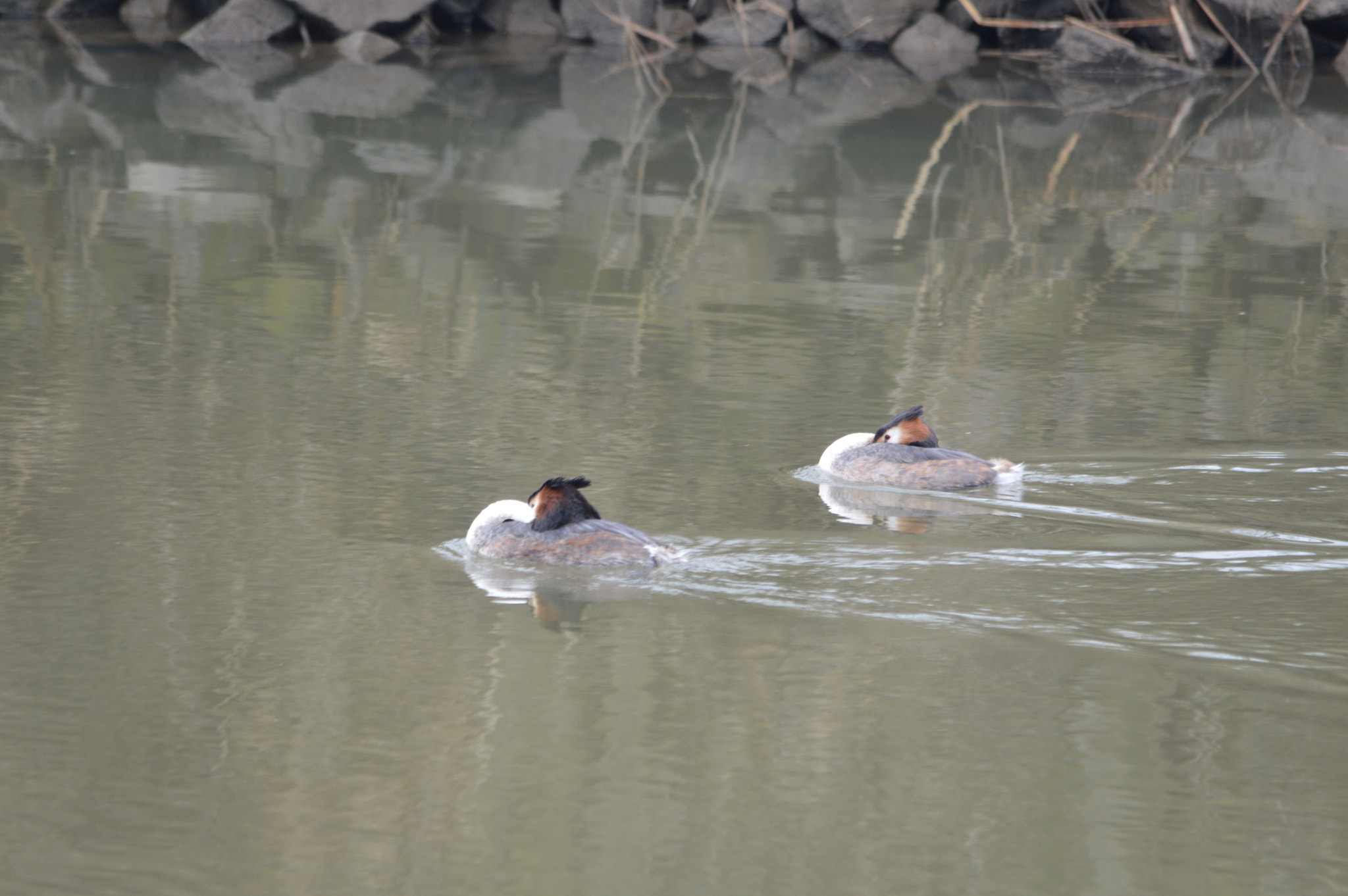 Sigma 150-500mm F5-6.3 DG OS HSM sample photo. Dsc photography