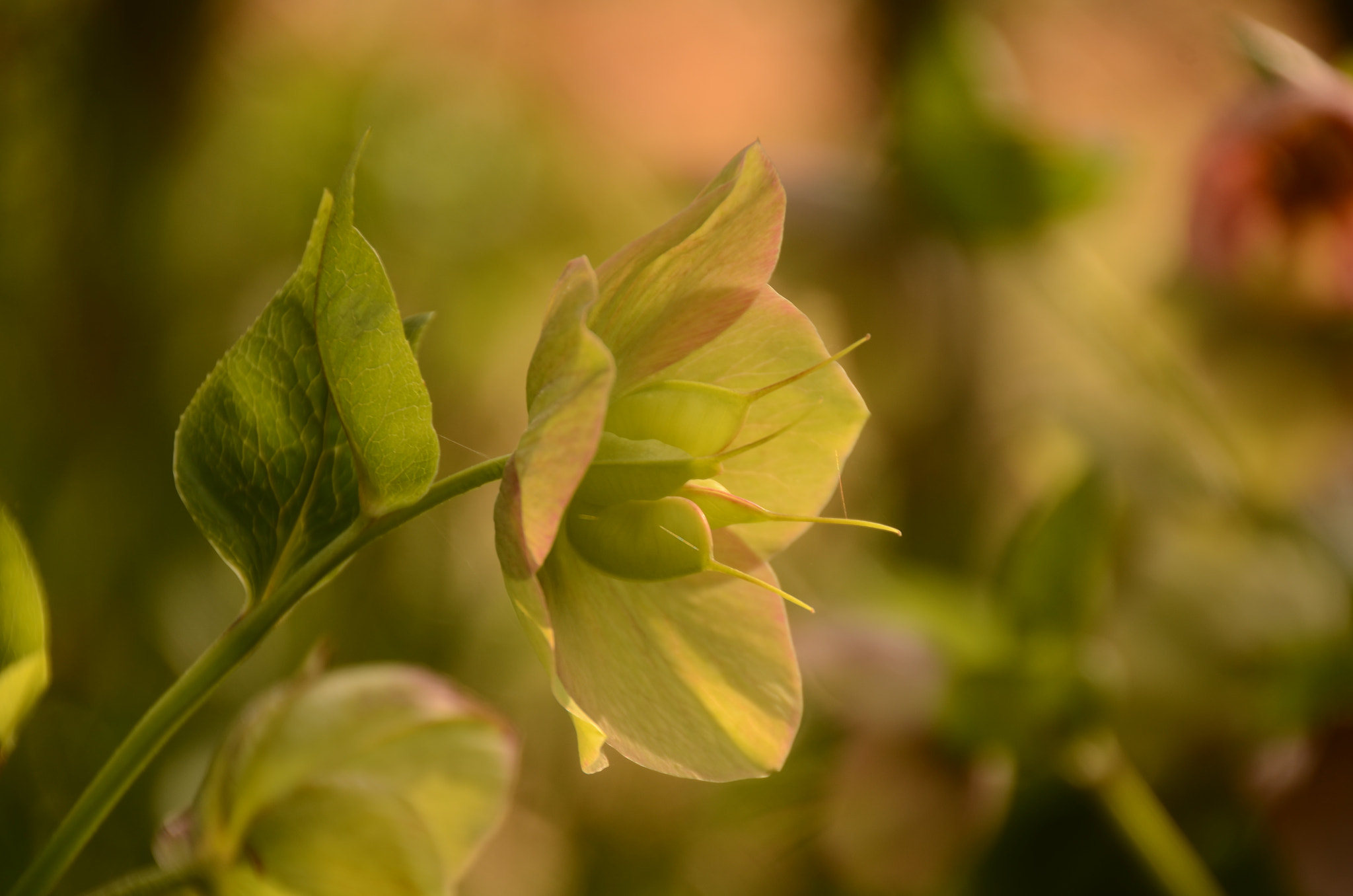 Nikon D7000 sample photo. Green helleborus photography