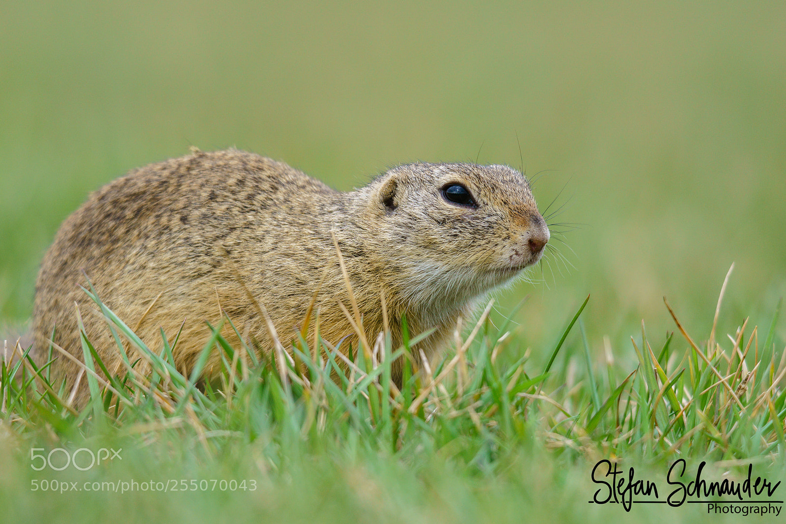 Sony ILCA-77M2 sample photo. Ground squirrel photography