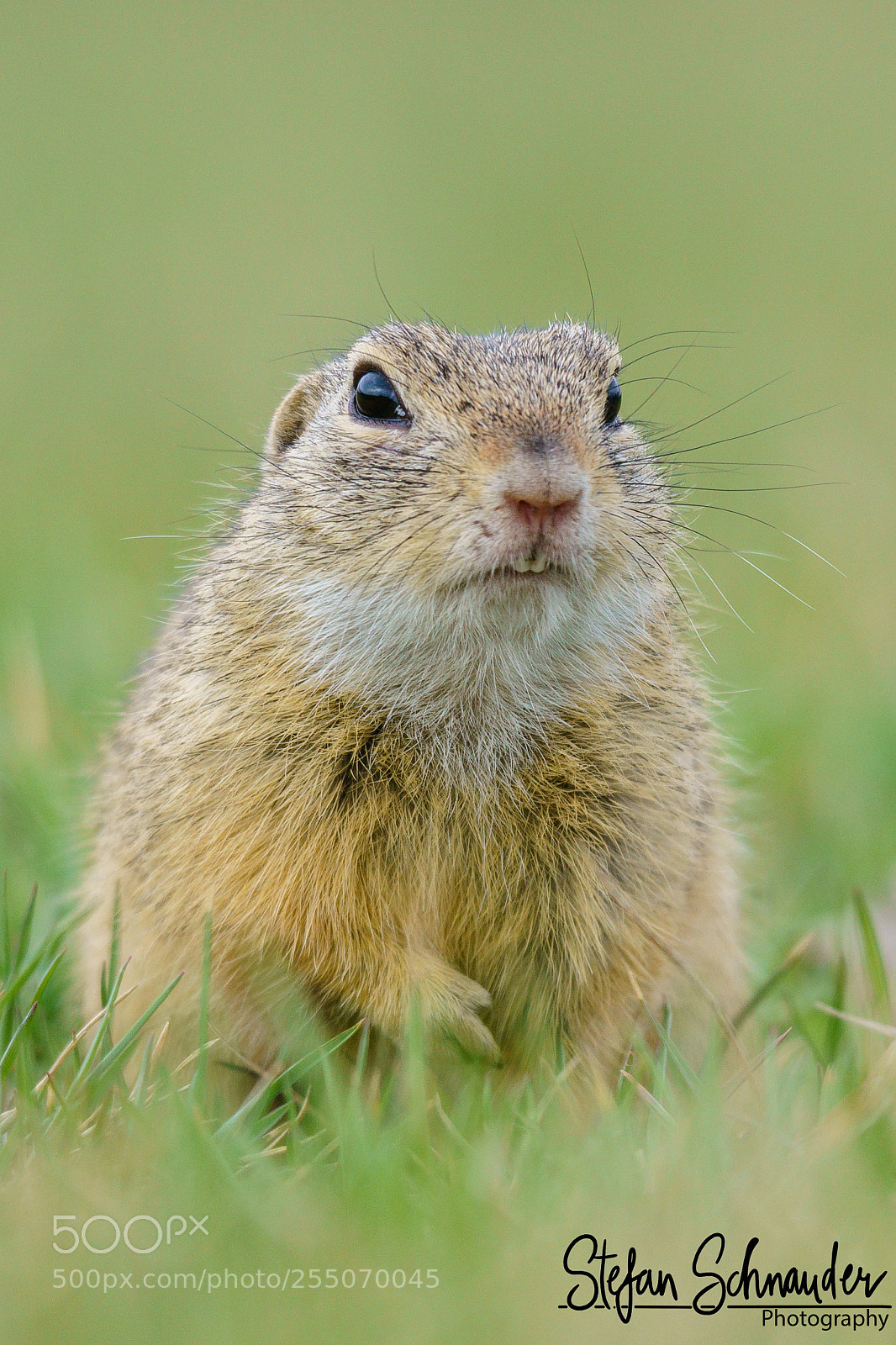 Sony ILCA-77M2 sample photo. Ground sqirrel photography
