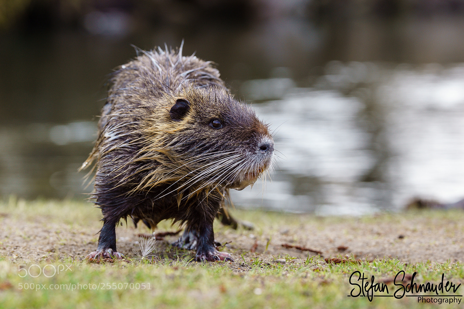 Sony SLT-A68 sample photo. Nutria photography
