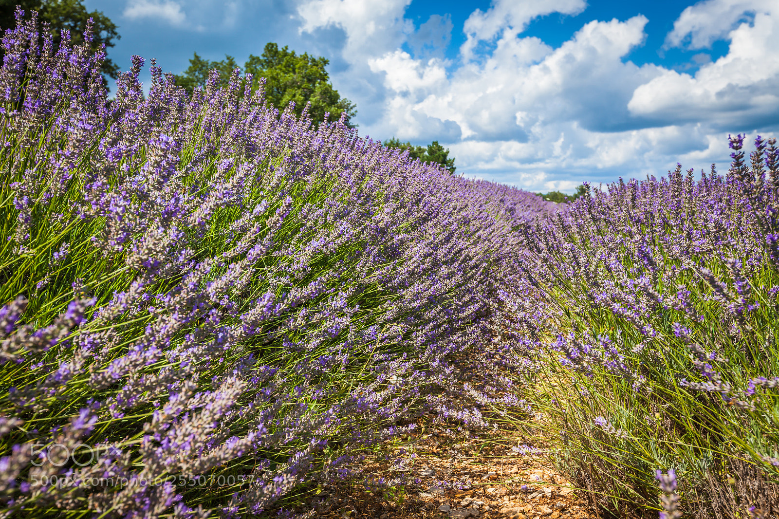 Canon EOS 5D Mark II sample photo. Summer lavender field in photography