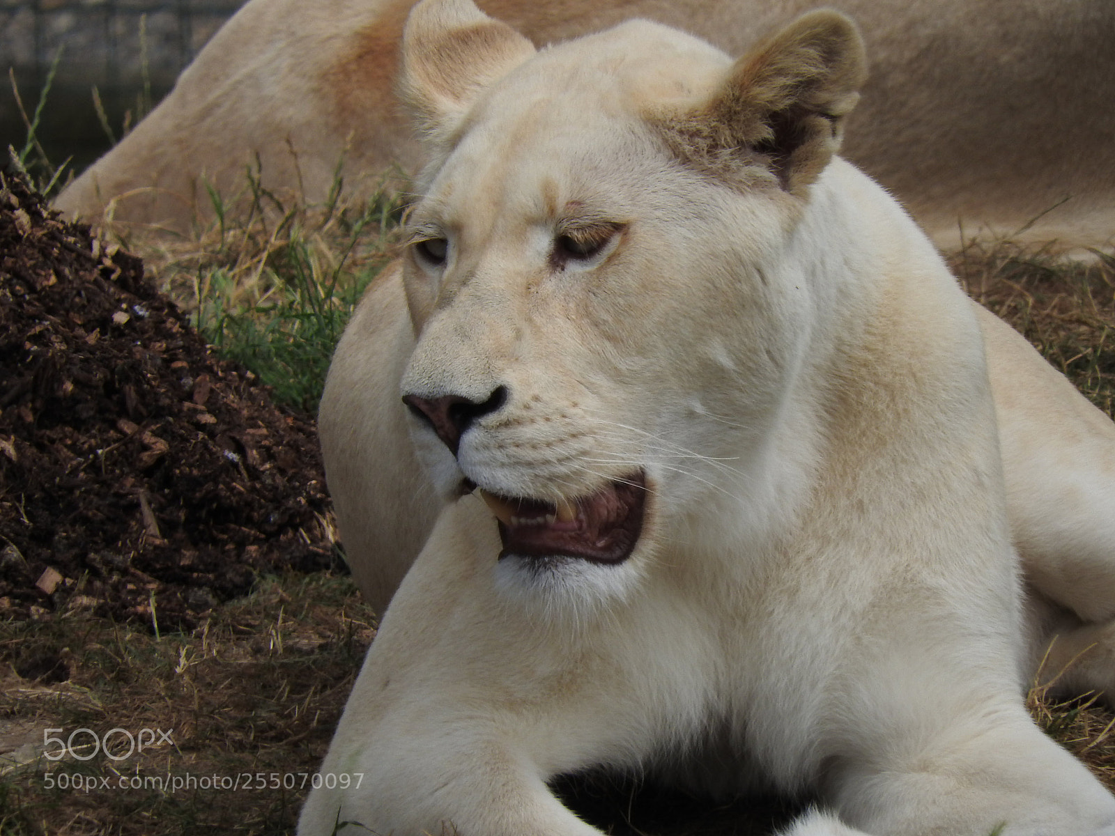 Nikon Coolpix P610 sample photo. White lion photography