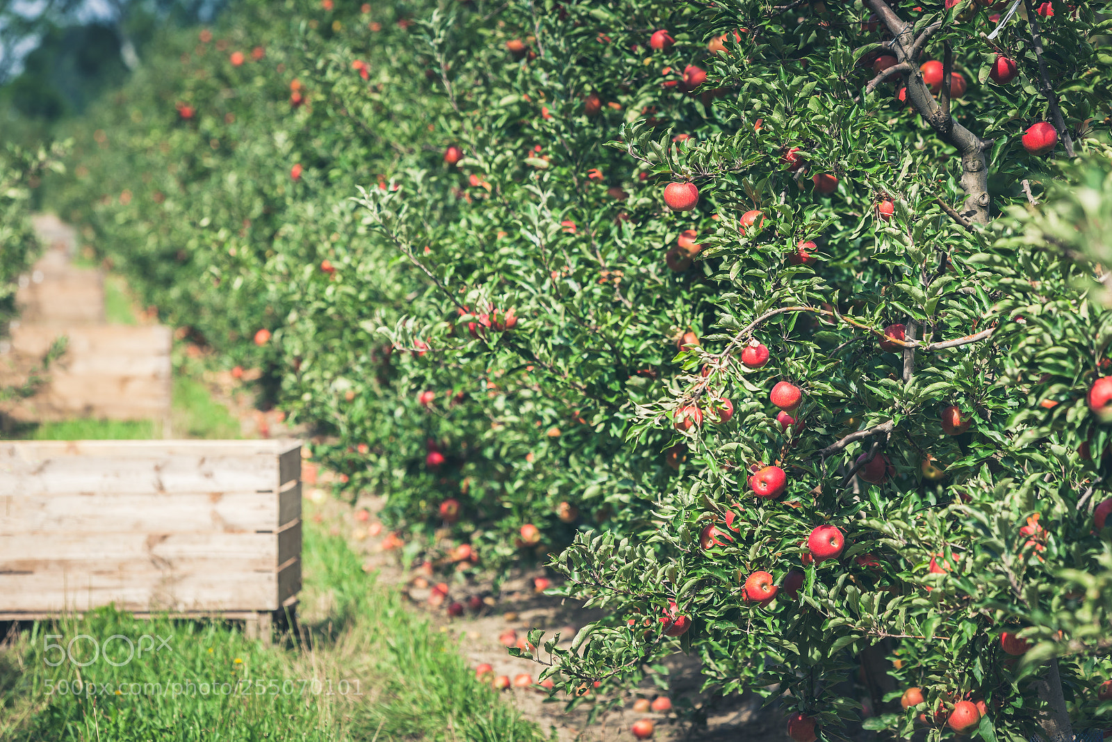 Canon EOS 5D Mark II sample photo. Apple garden full of photography