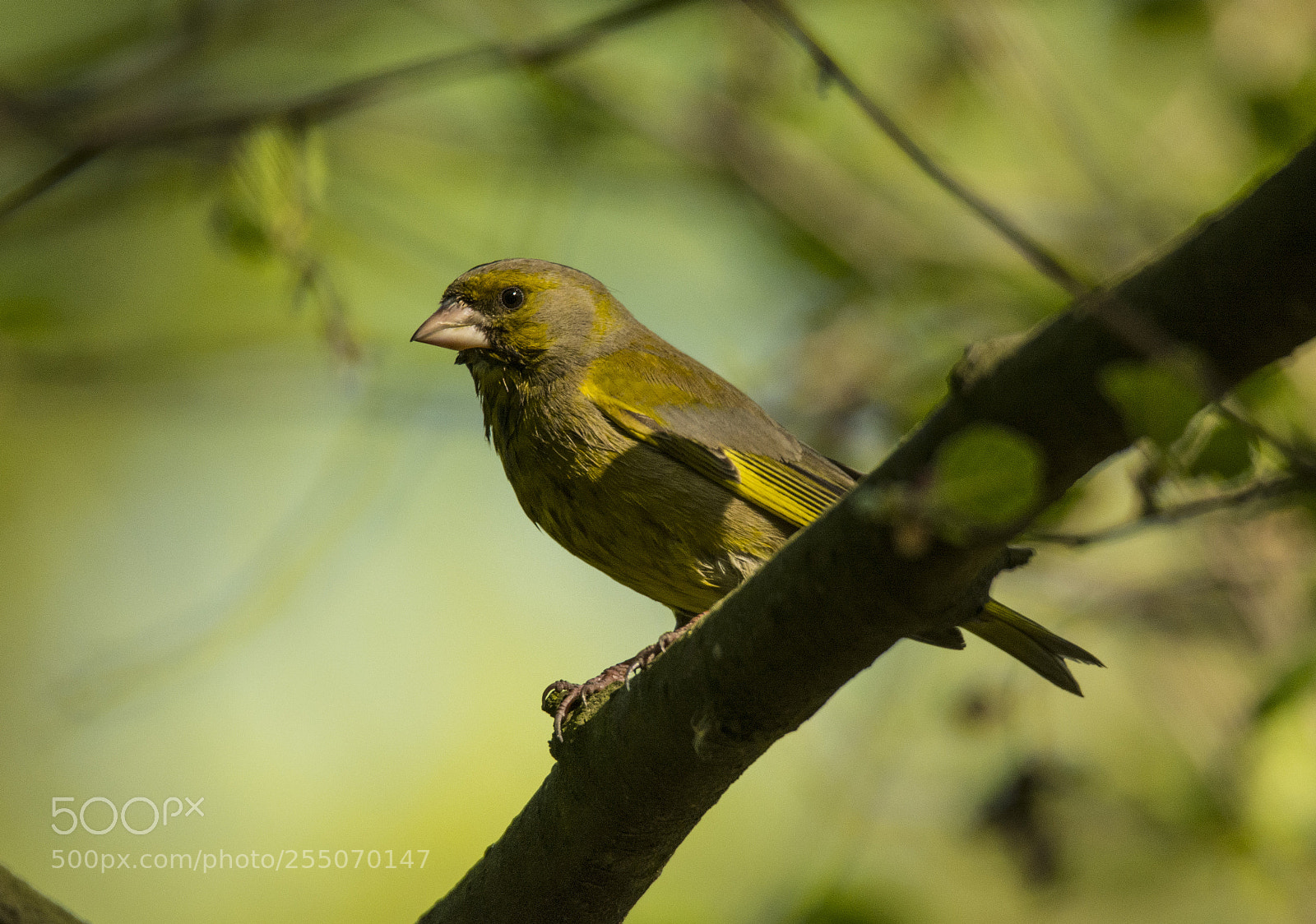 Nikon D7100 sample photo. Linnet photography