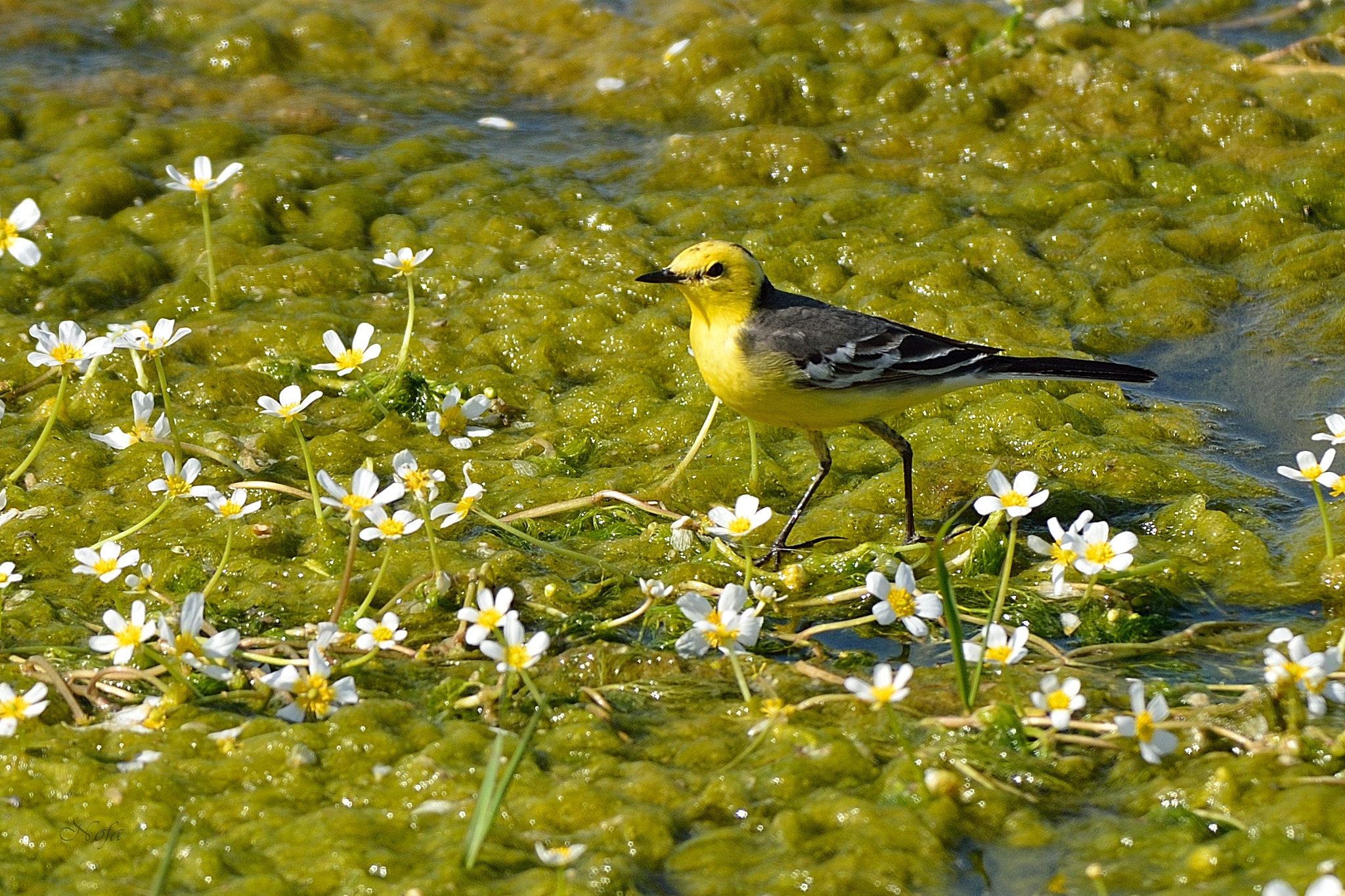 Nikon D800 sample photo. Motacilla citreola photography