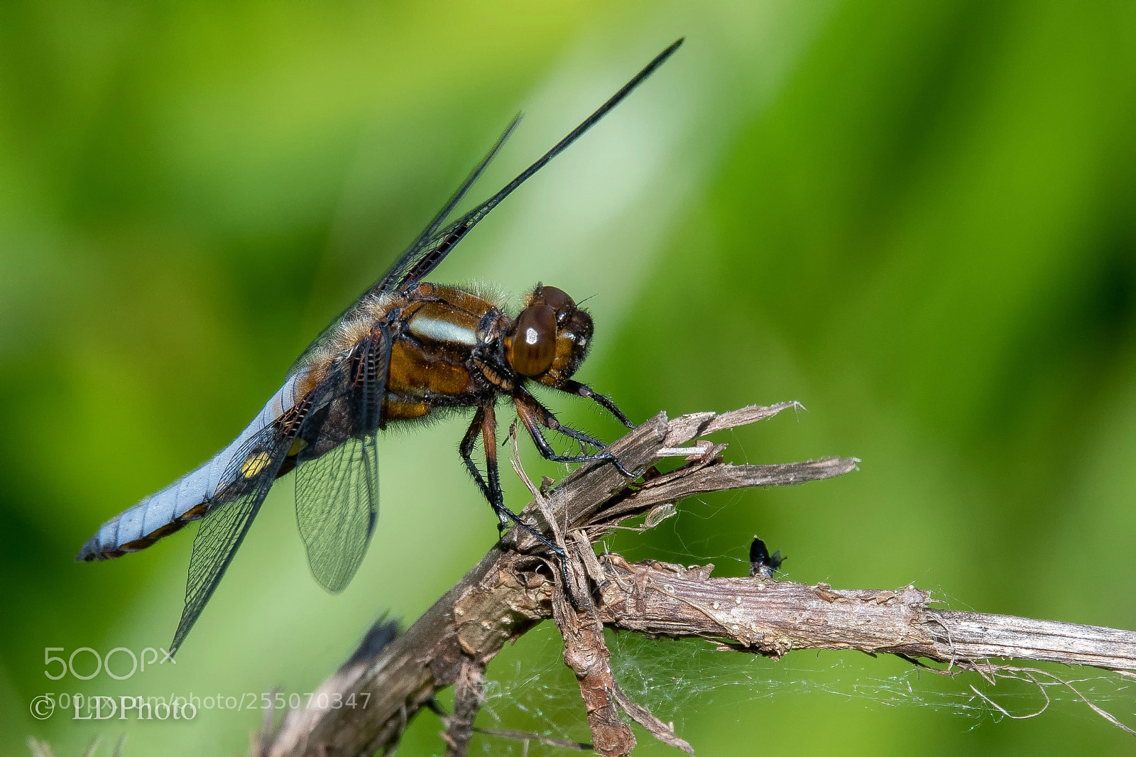 Nikon D500 sample photo. Dragonfly (libellula depressa) photography